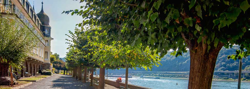 Rheinpromenade im Sommer, grüne Bäume, Rhein ist rechts