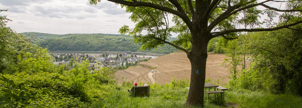 Pausenbank mit Blick auf neue Weinberge und Unkel