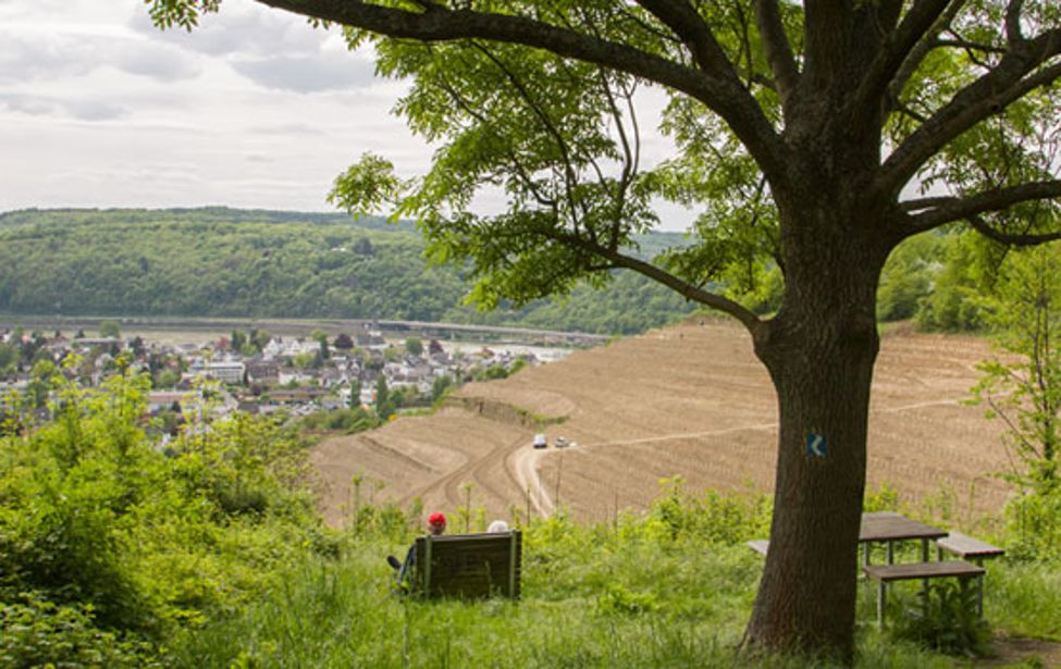 Pausenbank mit Blick auf neue Weinberge und Unkel