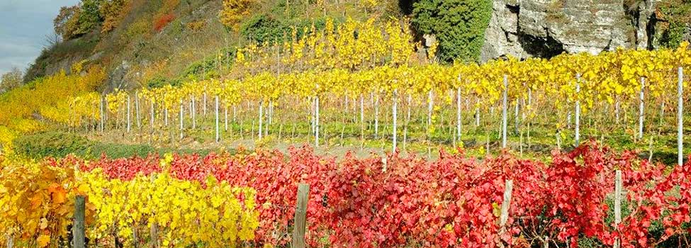 Weinberg herbstlich in den Farben gelb, rot und grün