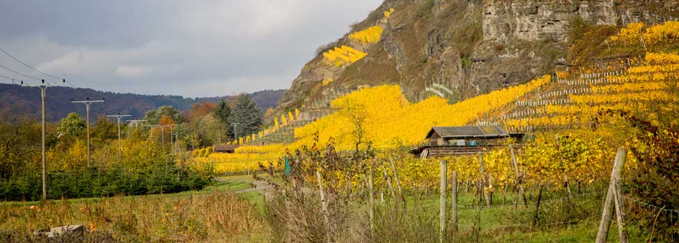 Südliche Weinberge, Herbstmotiv