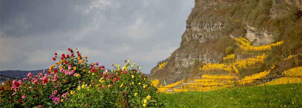 Astern und herbstliche Blumen im Vordergrund, hintenan die goldgelben Weinberge