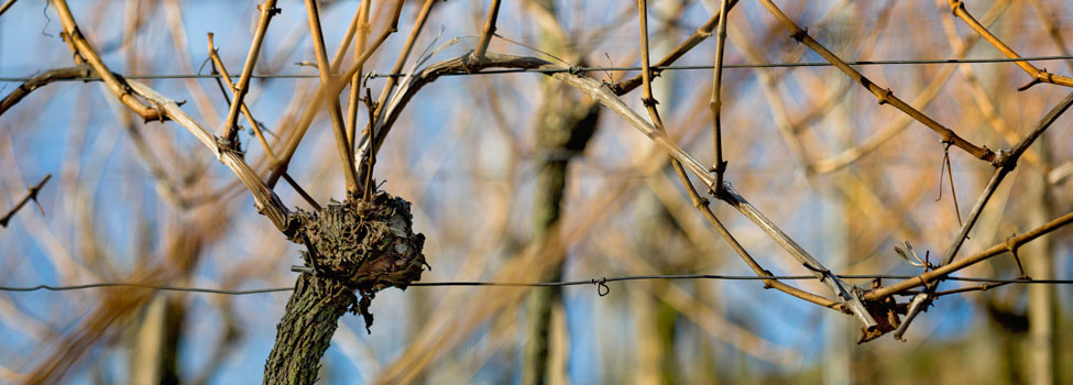 Weinreben im Winter