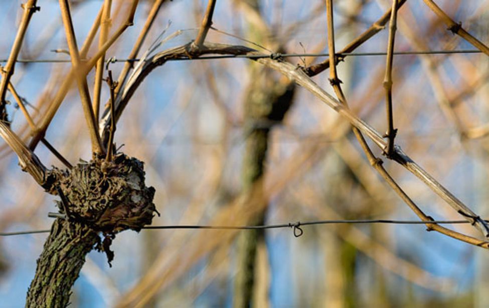 Weinreben im Winter