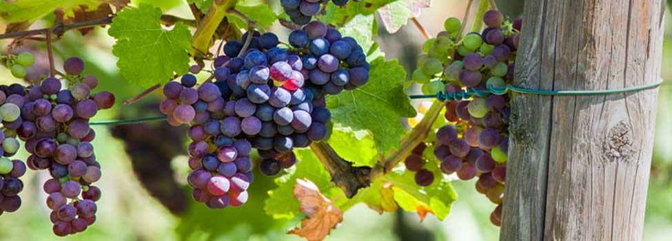rote Weintrauben an der Weinrebe