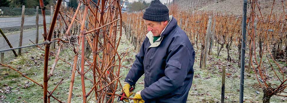 Winzer schneidet Weinreben im Winter zurück