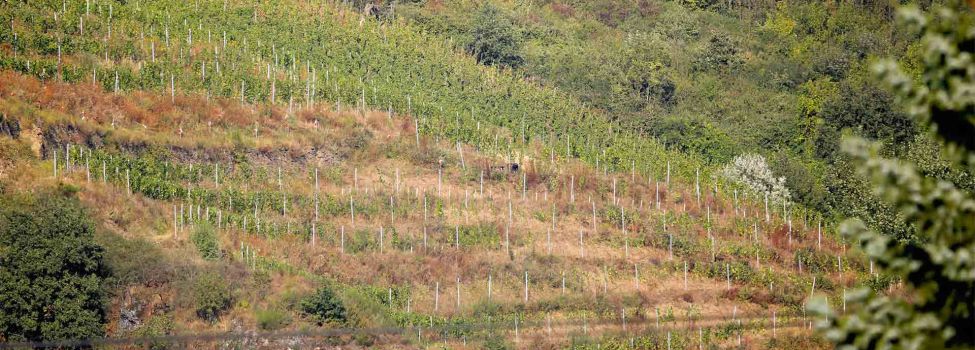 Bild zeigt Weinanbaugebiet am Hang