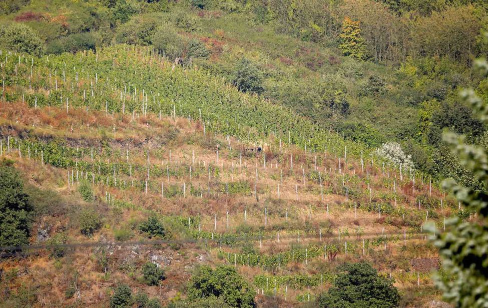 Bild zeigt Weinanbaugebiet am Hang