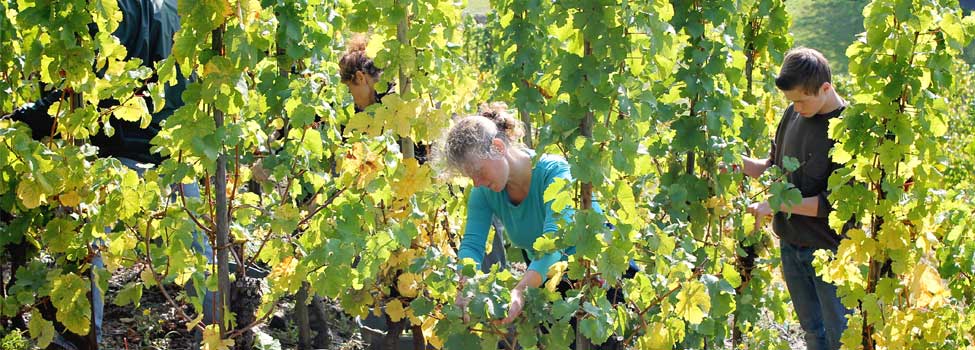 Weinlese