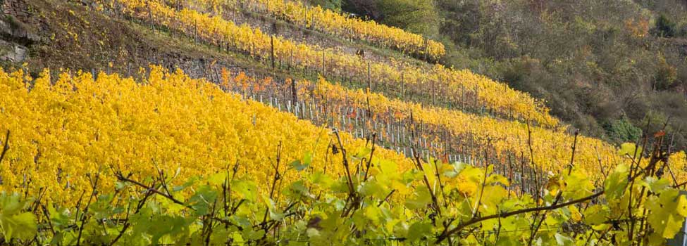 Herbstlicher Weinberg am Sonnenhang