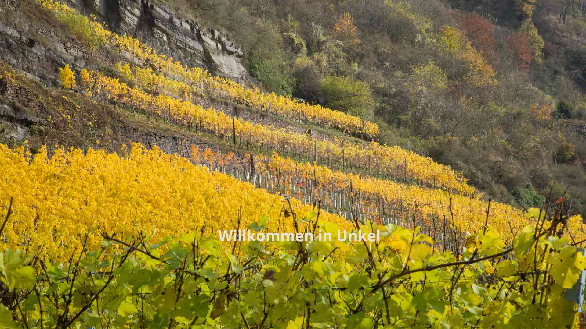 Weinberge im Herbst