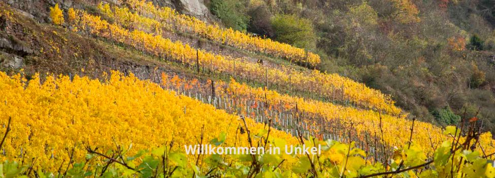Weinberge im Herbst