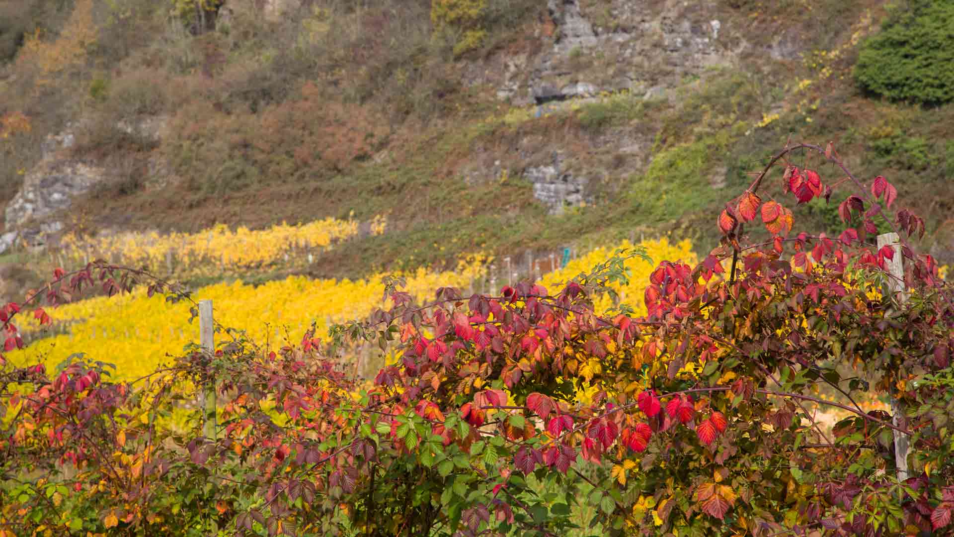 Aussicht auf herbstlichen Weinberg