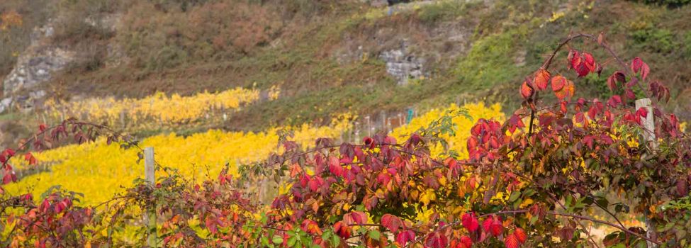Aussicht auf herbstlichen Weinberg